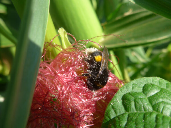 Hummel sammelt Maispollen von weiblicher Maisblüte