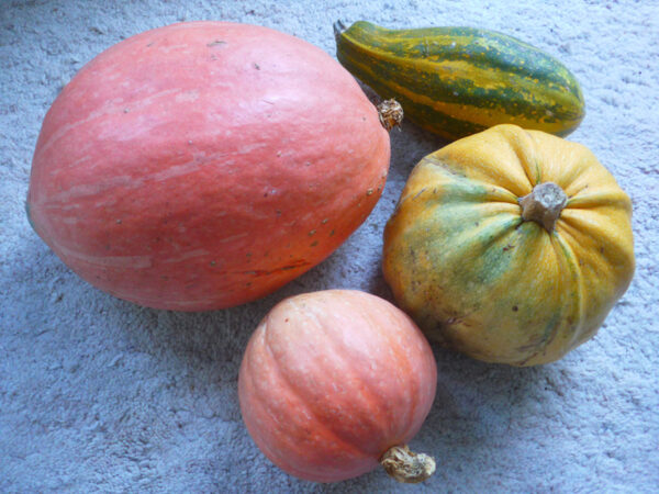 Two cucurbits of the species C. pepo and two cucurbits of the species C. maxima