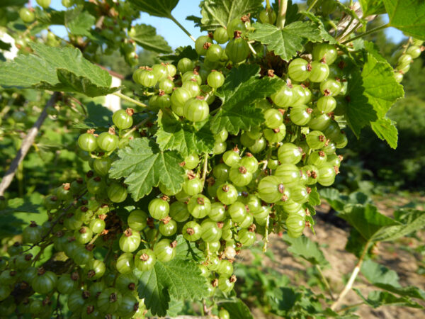 Unreife, rote Johannisbeeren grün am Strauch