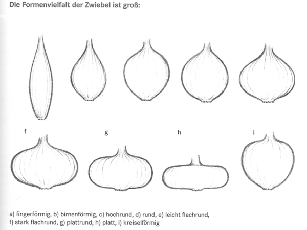 Grafik, die die verschiedenen Formen von Speisezwiebeln im Querschnitt anzeigt