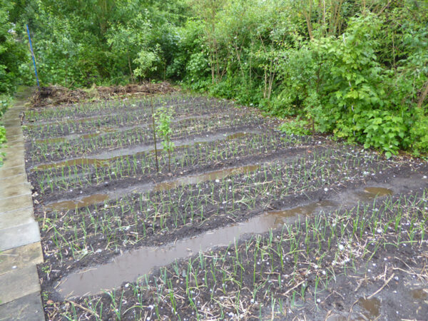 Beet mit vorgezogenen Zwiebeln, die frisch ausgepflanzt waren, in Regenpfützen und mit Hagelkörnern