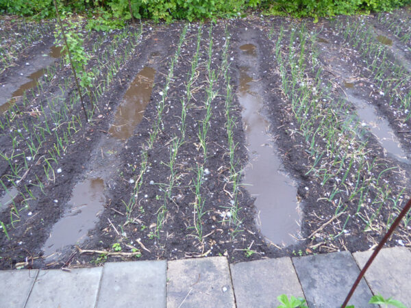 Regenpfützen und Hagelkörner in Zwiebelbeet