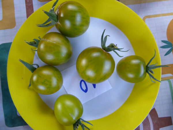 sechs gelb-grüne Tomaten auf weißem Teller mit zitronengelbem Rand