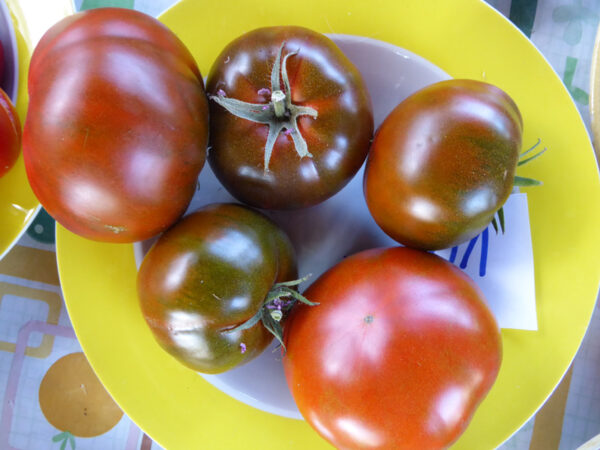 Teller mit fünf rot-braunen Fleischtomaten