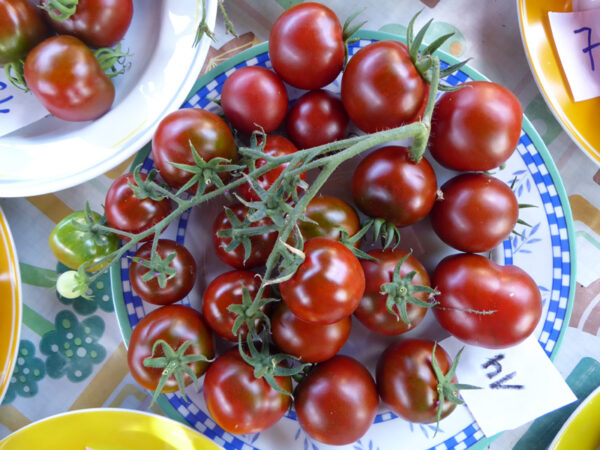 Braun-rote Tomaten auf Teller