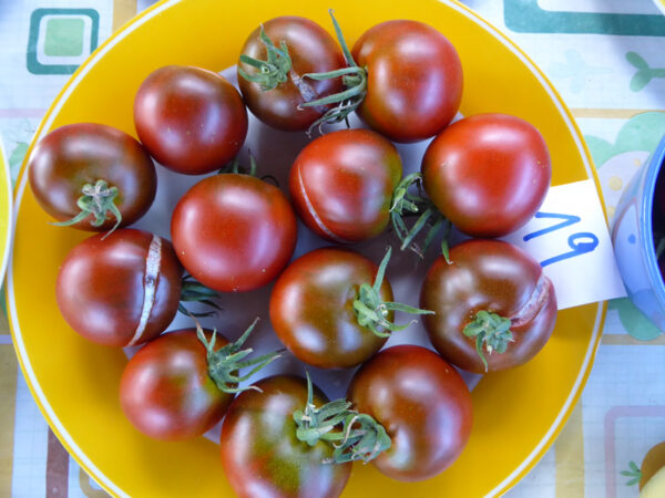 dunkel-gelb gerandeter, weißer Teller mit braun-roten Tomaten