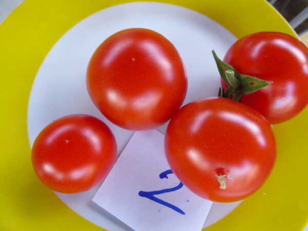 Teller mit vier roten Tomaten