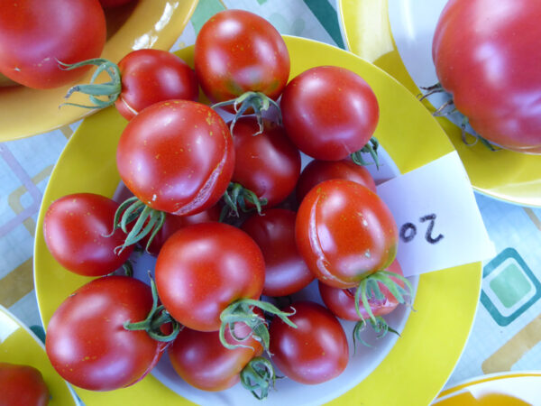 rote Tomate (F2-Hybride)