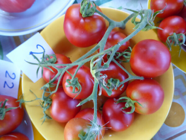 gelber Teller mit roten Tomaten an Rispe