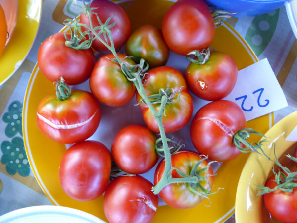 Teller mit roten Tomaten, die teilweise einen gelben Kragen haben