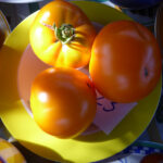 dunkel-gelbe, große Tomaten der Sorte Persimmon auf einem zitronengelb gerandeten, weißen Teller