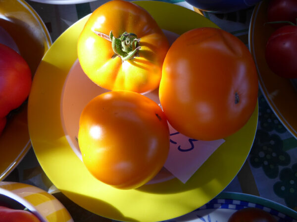 dunkel-gelbe, große Tomaten der Sorte Persimmon auf einem zitronengelb gerandeten, weißen Teller