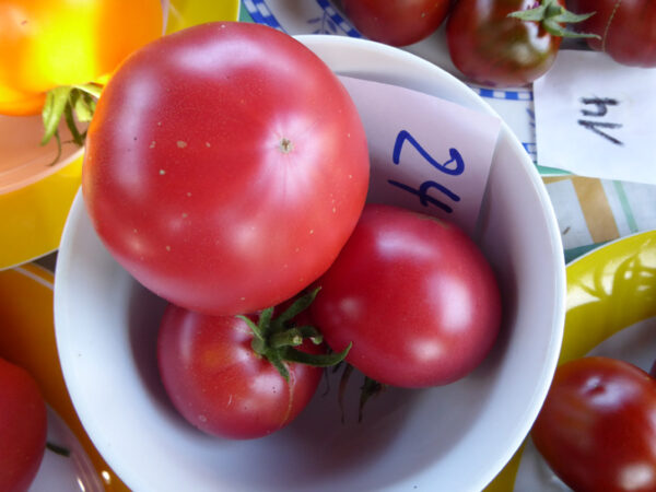 rosa Fleischtomate, wahrscheinlich keine Hybride