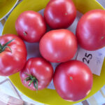 gelb gerandeter, weißer Teller mit rosa Tomaten