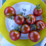 gelb gerandeter Teller mit acht braun-roten Tomaten