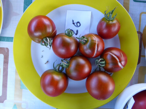 gelb gerandeter Teller mit acht braun-roten Tomaten