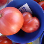 zwei rosa Fleischtomaten in blauem Schälchen