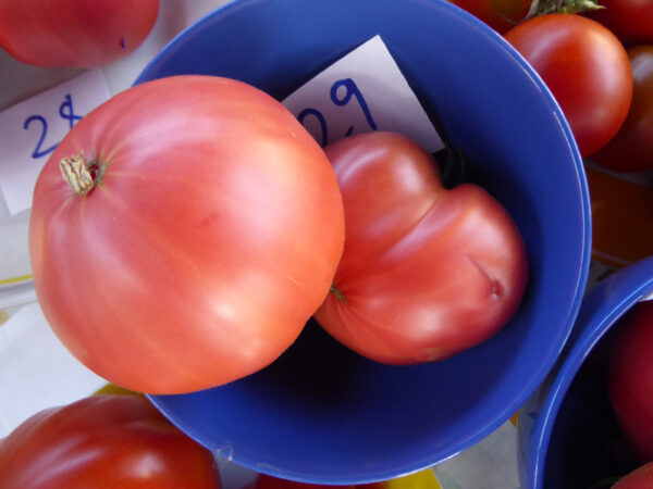 zwei rosa Fleischtomaten in blauem Schälchen