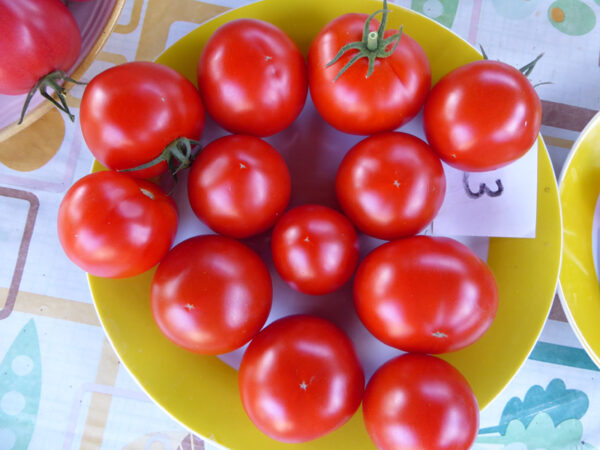 Teller mit roten Tomaten