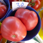 zwei rosa Fleischtomaten in blauem Schälchen