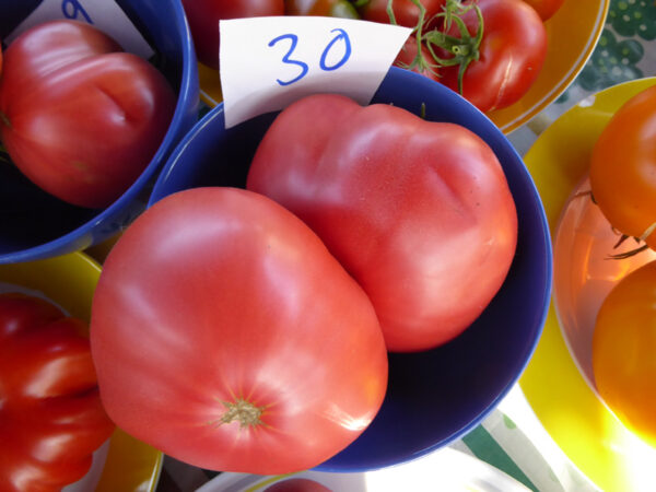 zwei rosa Fleischtomaten in blauem Schälchen