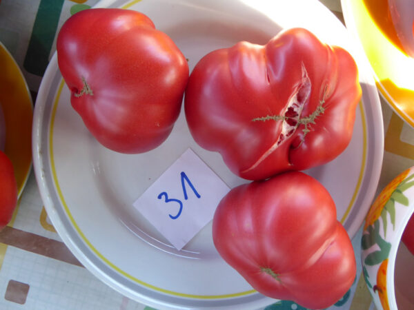 drei rosa Fleischtomaten auf Teller, von denen eine aufgeplatzt ist