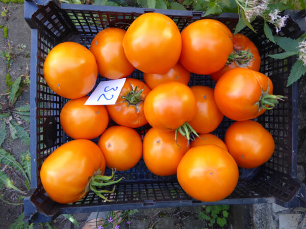 Plaste-Gitterbos mit prallen, gold-gelben Tomaten der Sorte Persimmon (Khaki)