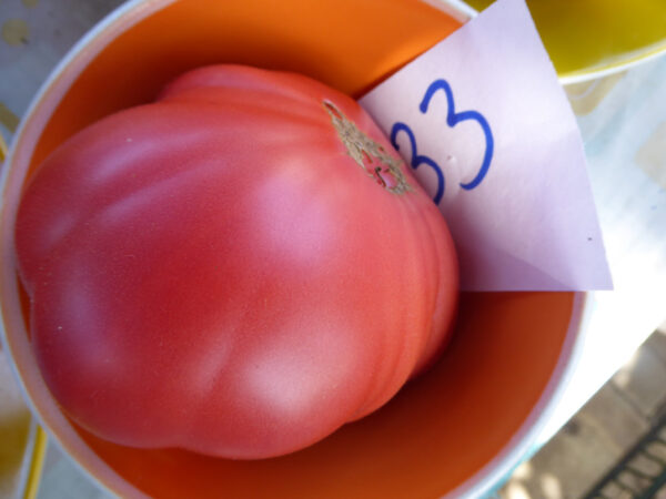 Große rosa Fleischtomate in kleinem Schüsselchen