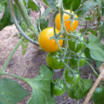 zwei gelbe Tomaten mit undeutlichen grünen Streifen an einer Rispe mit weiteren unreifen, grünen Tomaten