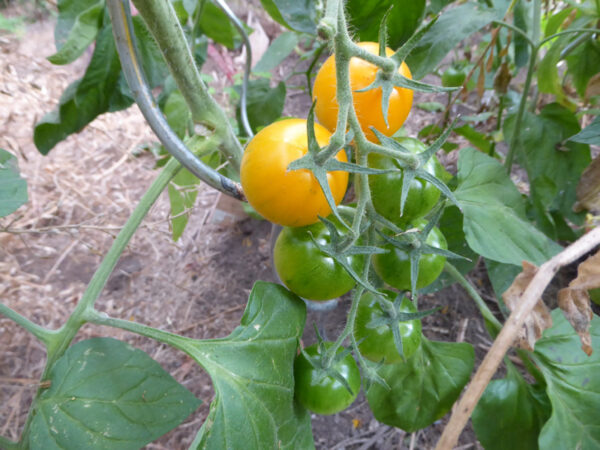 zwei gelbe Tomaten mit undeutlichen grünen Streifen an einer Rispe mit weiteren unreifen, grünen Tomaten