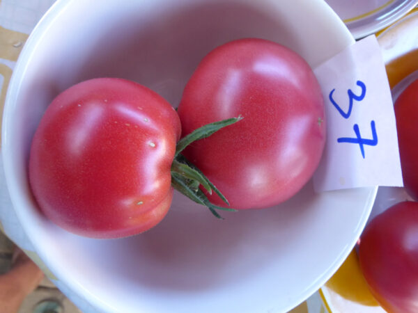 zwei rosa Tomaten in kleiner Schüssel