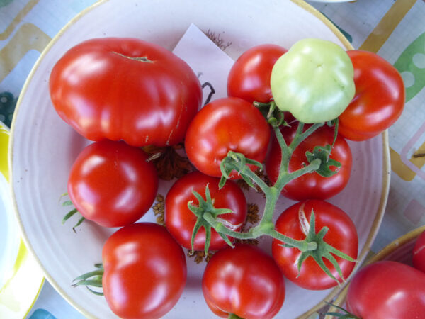 Teller mit einer Rispe roter Tomaten