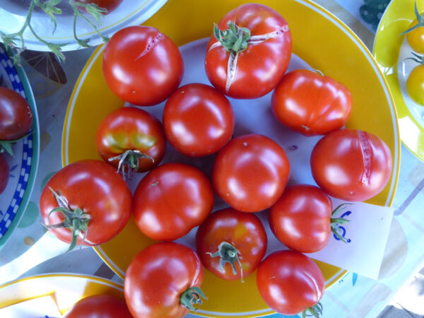 dunkel-gelb gerandteter, weißwe Teller mit roten Tomaten