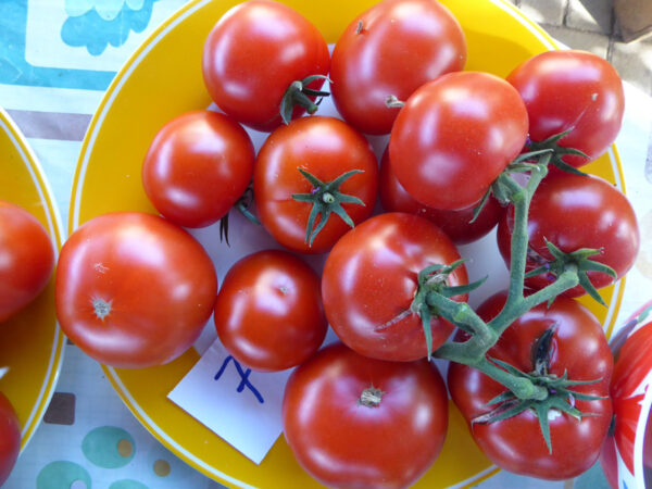 gelber Teller mit roten Tomaten