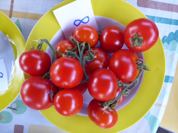 Teller mit roten F2-Hybrid-Tomaten