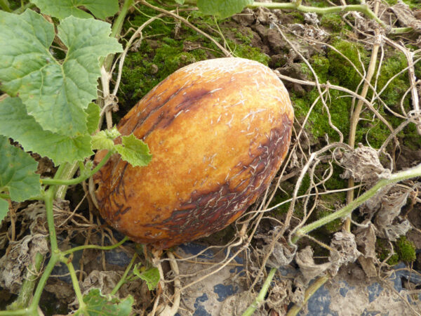 Längliche, gelb-braune Melone mit Faulstellen auf dem Boden liegend umgeben von Blättern und vertrockneten Ranken