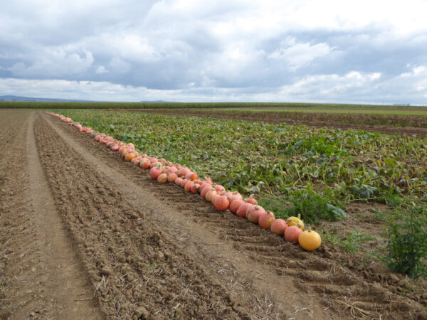 Eine lange Reihe geernteter Melonen, nein, Maxima-Kürbisse auf dem Feld