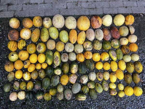 Auswahl an Melonen, halbiert, mit der Rückseite nach oben zusammengelegt