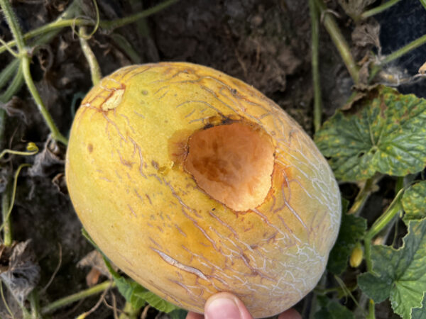 Gelbe, längliche Honigmelone mit Lochfraß von Nagetieren