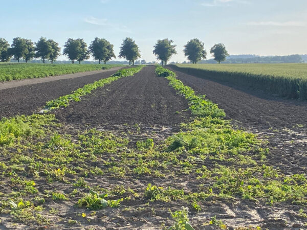 Blick auf zwei Reihen mit Melonen- und Kürbispflanzen Anfang Juli