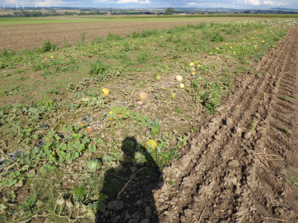 Schatten eines Mannes in Melonenfeld