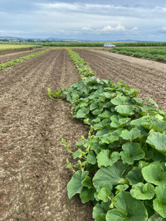 Vorn Kürbispflanzen, im Hintergrund zwei Reihen Melonenpflanzen