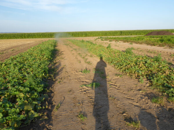 Schatten über dem Melonenfeld