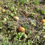 Melonen, teilweise verfault, im Feld auf dem Boden liegend