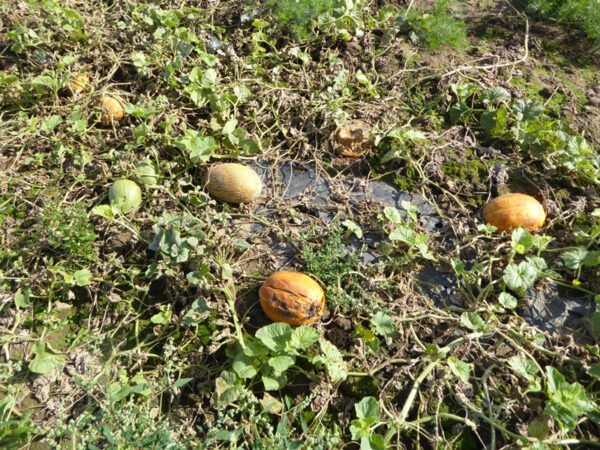 Melonen, teilweise verfault, im Feld auf dem Boden liegend