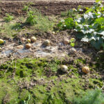 Abgestorbene Melonenpflanzen und Melonenfrüchte