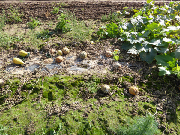 Abgestorbene Melonenpflanzen und Melonenfrüchte