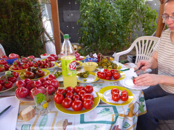 weibliche Person an Tisch mit Tomaten beladenen Tellern schneidet Tomate in mundgerechte Stücke