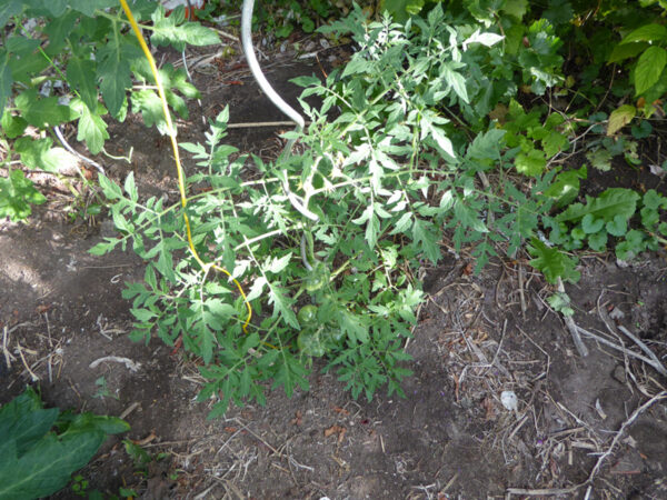 Tomatenpflanze mit geschlitzten, möhrenartigen Blättern