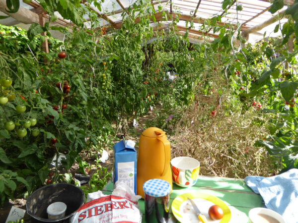 Tisch mit Frühstücksuntensilien unter durchsichtigem Tach mit Tomatenpflanzen